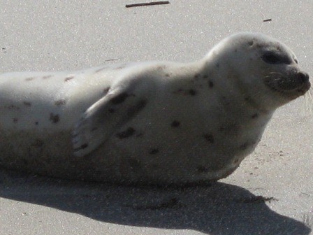 seal on the beach at Gateway seal on the beach at Gateway
