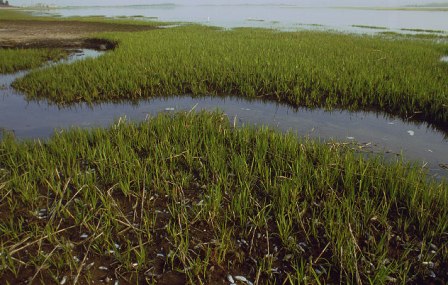 Salt marshes such as these play a key role in the water quality of Jamaica Bay.