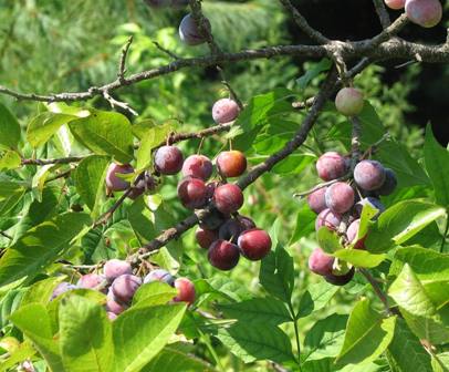 Beach plums ripening in the sun