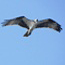Follow Coley the Osprey from the Jamaica Bay Wildlife Refuge