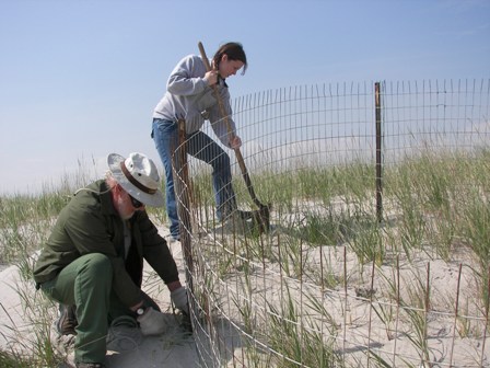 National Park Service employees and volunteers protect plover nests from predators.