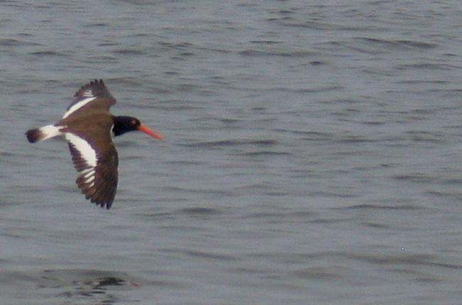 American Oystercatcher in flight.