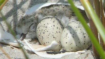 A few hours after hatching, a piping plover chick rests in a scrape at Breezy Point.
