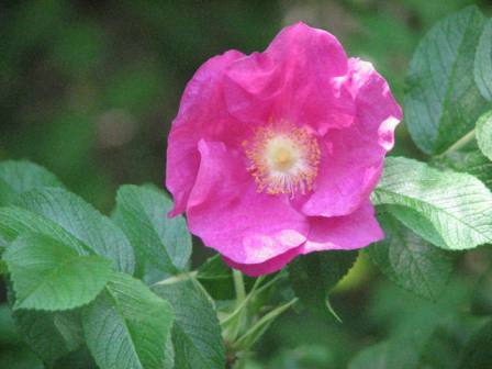 Salt spray rose blossom in the Jamaica Bay Wildlife Refuge 