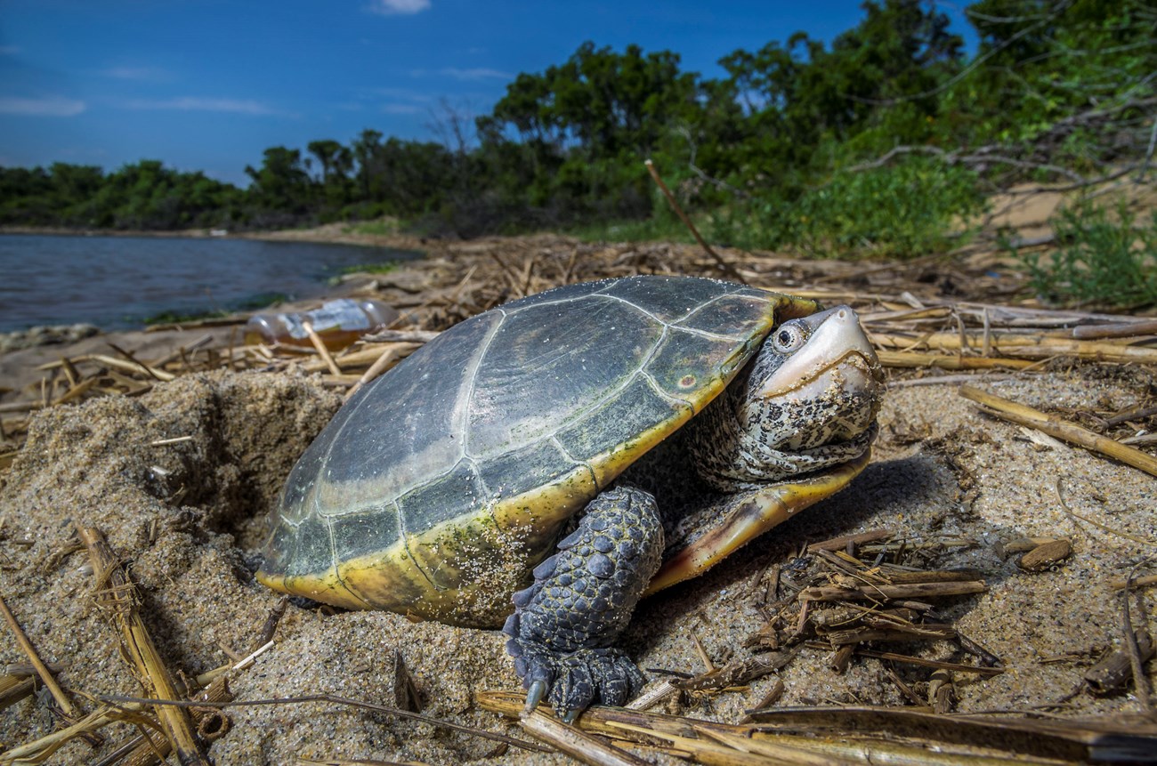 A female terrapin laying eggs
