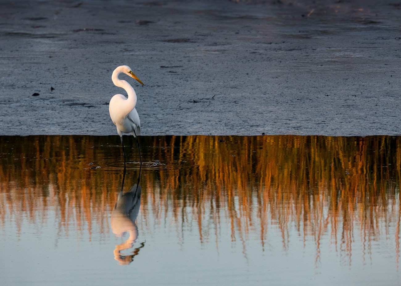Egret looking at his reflection in a pond