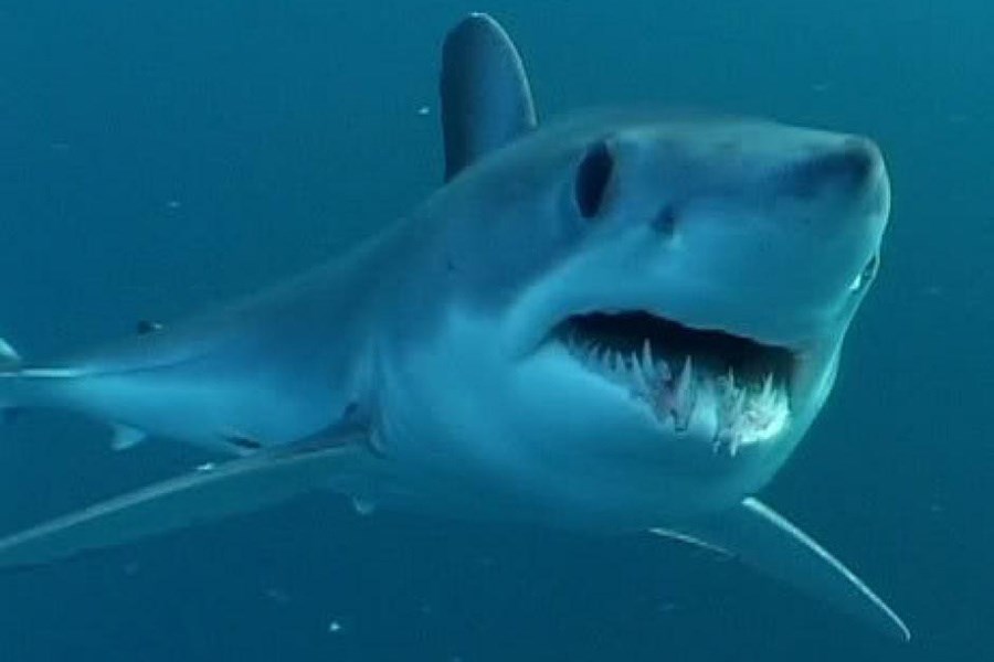 Mako Shark in water