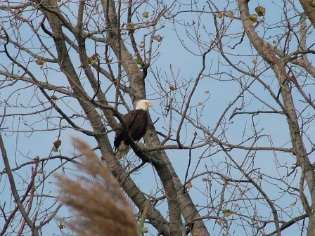 Bald Eagle at Great Kills Park in Staten Island Bald Eagle at Great Kills Park in Staten Island