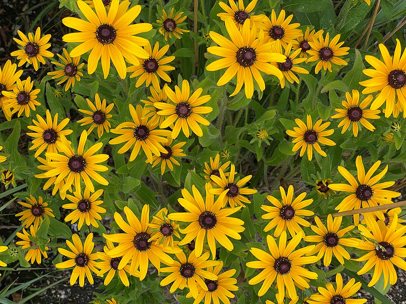 Flower with black center and yellow petals