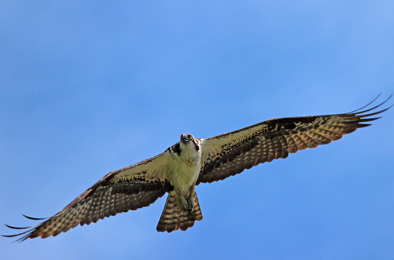 Osprey soaring
