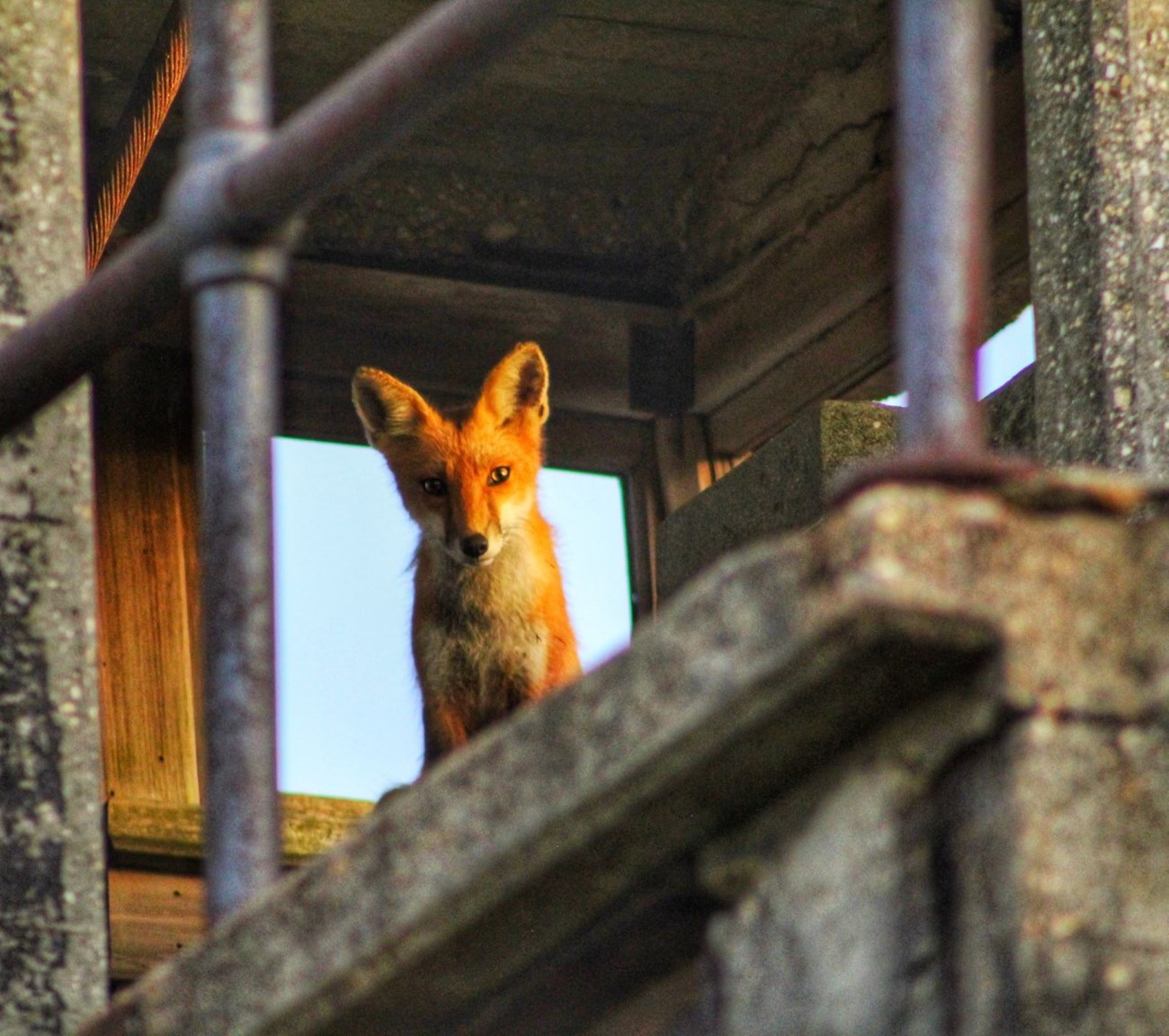 fox on a ledge