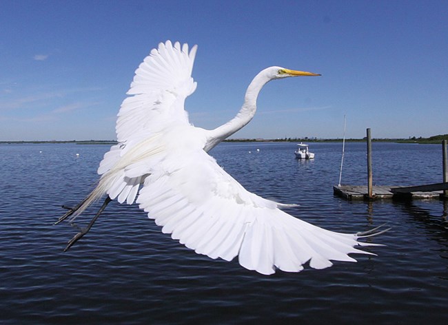 Great Egret in flight. You can see these "great" birds at all units of Gateway: Staten Island, Sandy Hook and Jamaica Bay. Great Egret in flight. You can see these "great" birds at all units of Gateway: Staten Island, Sandy Hook and Jamaica Bay.