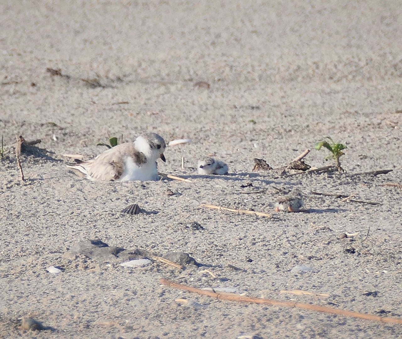 Baby plovers on the beach