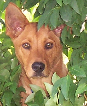 Take your pet to Gateway for healthy exercise, but only in permitted areas and only on a leash. And, yes, pick up after your pup! Take your pet to Gateway for healthy exercise, but only in permitted areas and only on a leash. And, yes, pick up after your pup!