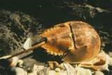 Not a true crab, but rather a member of the chelicerates. These creatures are as peaceful and as docile as they come.