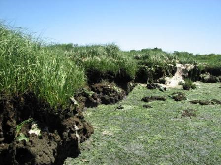 Get the scoop about the salt marsh this week at a special program about Jamaica Bay's salt marsh.