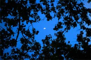 Night Sky - Nature Net