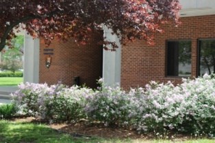 lilac bush