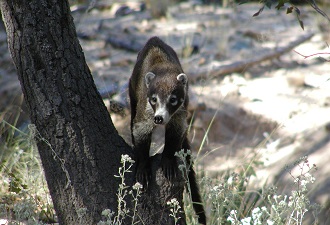 Coatimundi in a tree