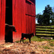 Cow and calf emerging from red barn