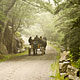 horse drawn carriage