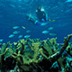 underwater view of snorkelers, fish and coral reef