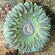 green anemone