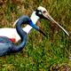 tri-colored heron and roseate spoonbill