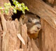 yellow-bellied marmot peaks out of hideaway