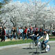 visitors enjoy a bit of cherry blossom season
