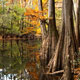 bald cypress and water tupelo trees