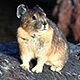 pika atop a lava flow