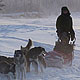 ranger with sled dogs