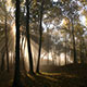 upland forest at Effigy Mounds greets the sunrise