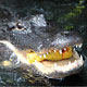 alligator eating an apple