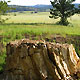 fossilized tree stump