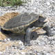 diamondback terrapin