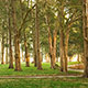 walking path surrounded by cedar trees