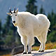 mountain goat