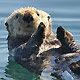 sea otter