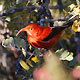 an iwi, Hawaiian honeycreeper