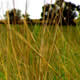 tallgrass prairie