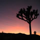 joshua trees at sunset