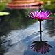 water lilly