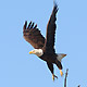 eagle flying