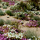 wildflowers in the dunes