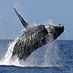 humpback whale