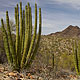 organ pipe cacti