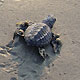 turtle on the beach