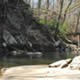 creek winding through forest